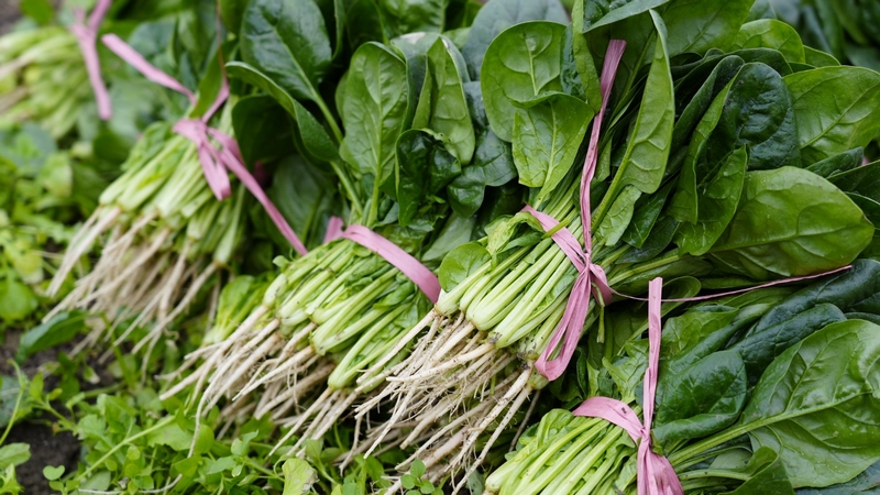 站街鎮杉樹村蔬菜高產示范基地內,采摘的新鮮菠菜。沈建華 攝