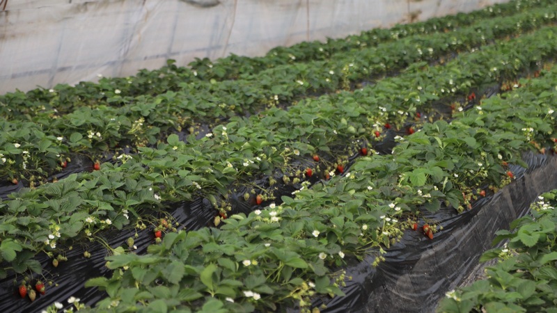 80個大棚70余畝草莓陸續成熟，迎來采摘季 。吳竹彧 攝.jpg