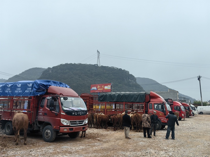 西南宏屠牛羊交易中心開市。