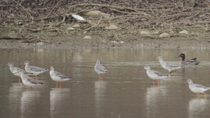 (4)候鳥。周健 攝