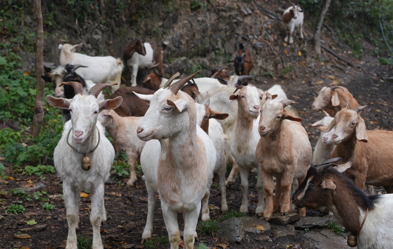 楊政章養(yǎng)殖的山羊。