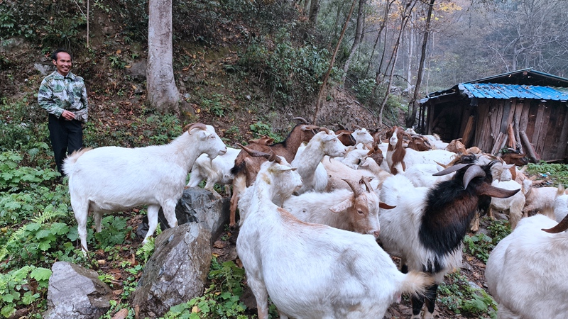 楊政章和他的羊群。