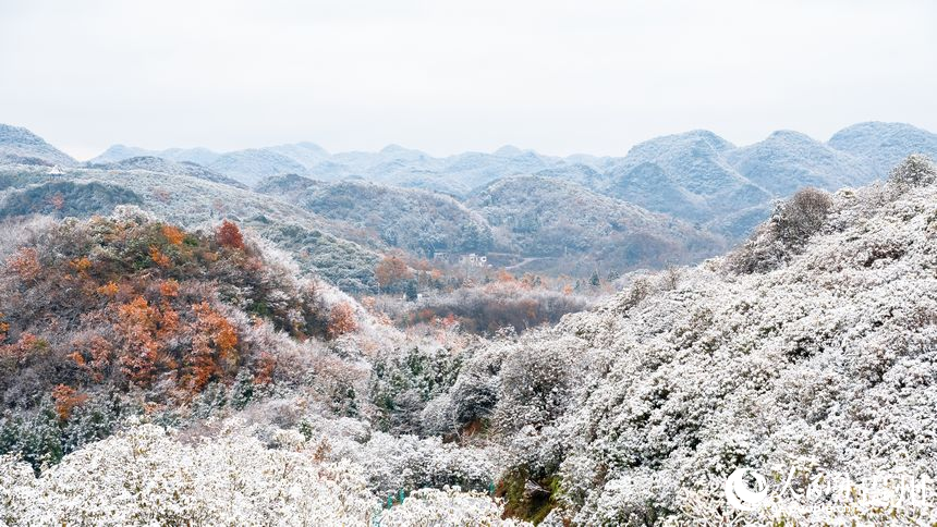 雪后的百里杜鵑景區。人民網記者 涂敏攝