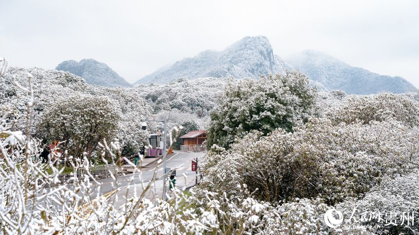 雪后的百里杜鵑景區。人民網記者 涂敏攝