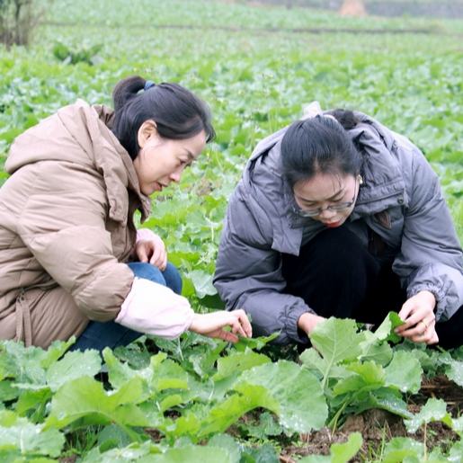 清鎮市不斷加強田間管理，做好技術指導服務，派出油菜技術指導人員深入田間地頭，全面推廣良法良技，助力農業增效、農民增收。