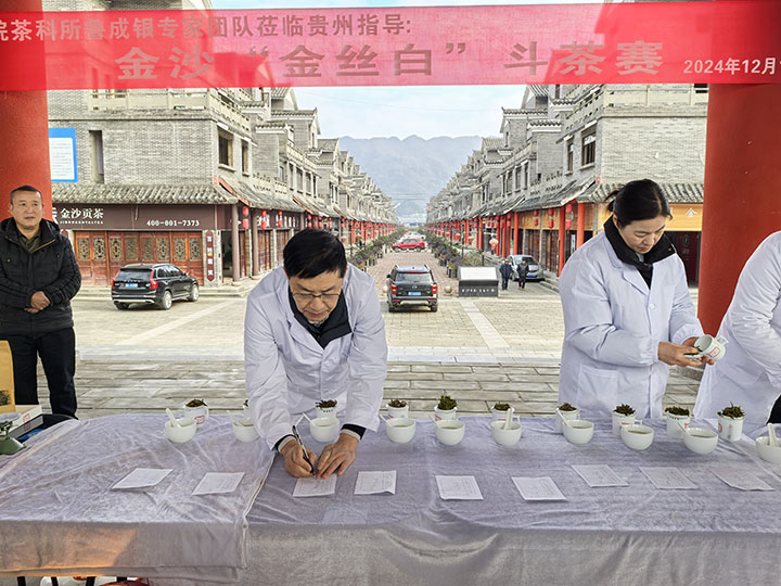 金沙縣2024年“金絲白”斗茶大賽現場。