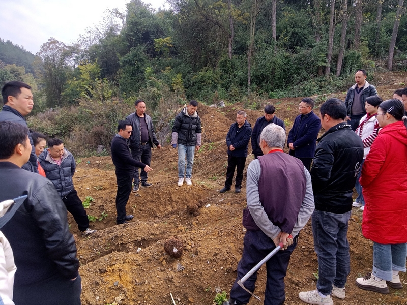 中藥材試驗(yàn)田豐產(chǎn) 姜繼恒 攝