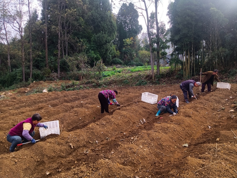 中藥材試驗(yàn)田豐產(chǎn) 姜繼恒 攝
