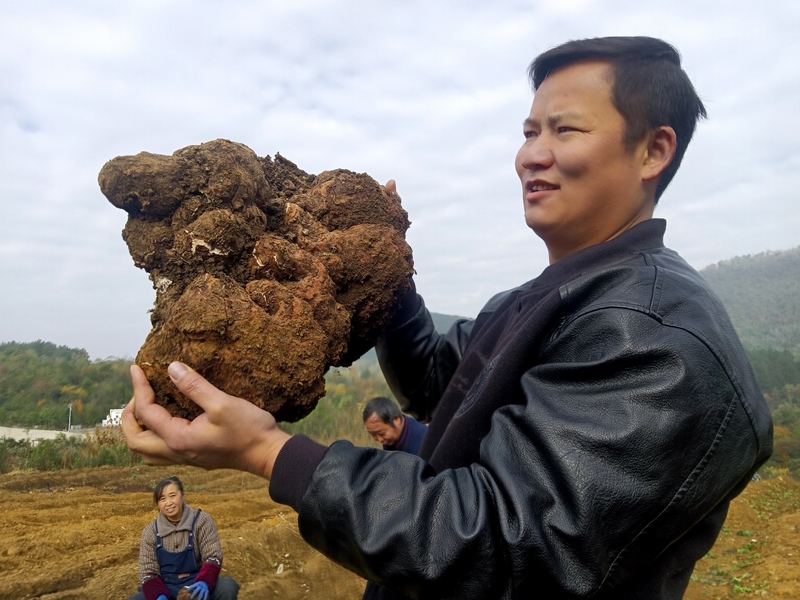 中藥材試驗(yàn)田豐產(chǎn)。