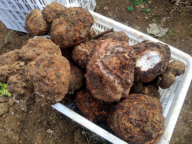 中藥材試驗(yàn)田豐產(chǎn)。