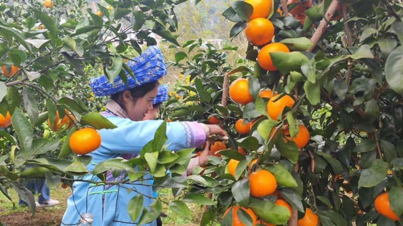 村民們正忙著采摘沃柑。
