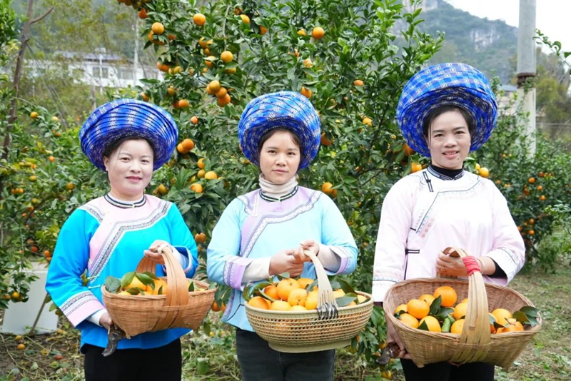 黃果樹旅游區白水鎮郎宮村沃柑成熟上市了。