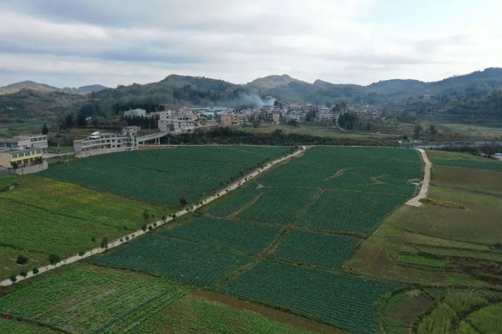 精品蔬菜種植基地。.jpg