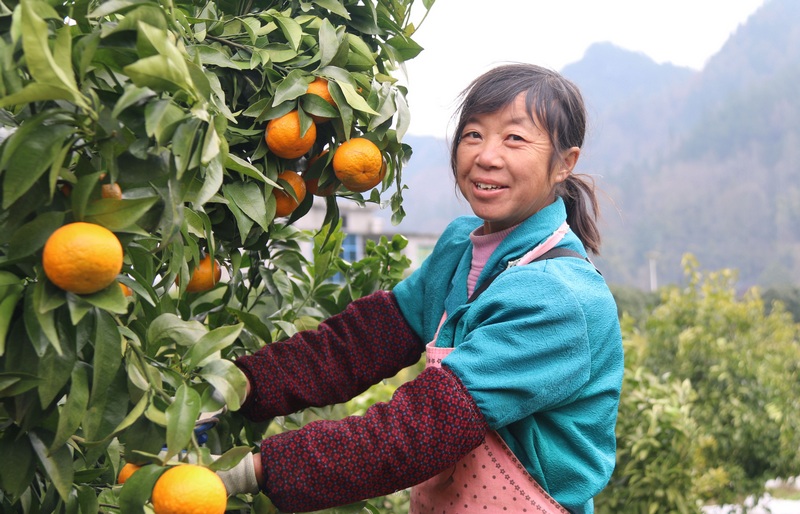 1 黑水鎮朝陽村柑橘成熟。.jpg
