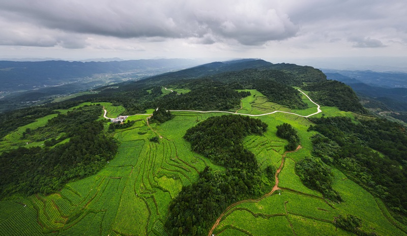 滿山“金山”點綴了沿河的青山。