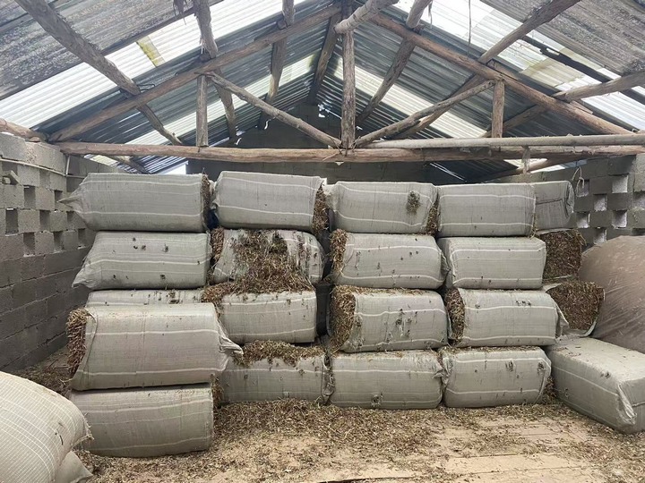 草料。金莎攝