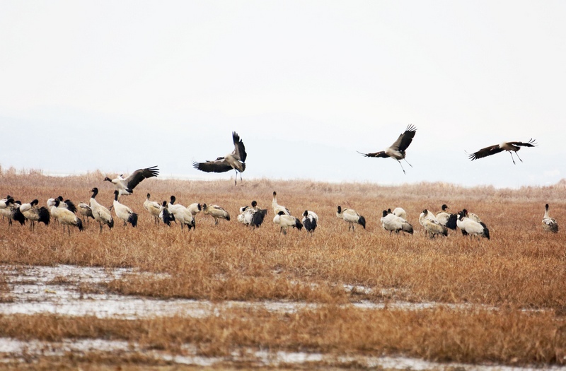 1月14日，大批黑頸鶴正飛往威寧草海溫家屯棲息地休息。