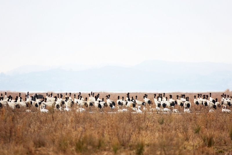 1月14日，大批黑頸鶴正在威寧草海溫家屯棲息地覓食和休息。