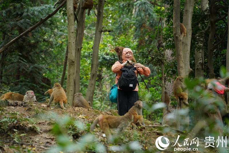 野生獼猴穿梭在公園步道兩旁。人民網(wǎng) 陽(yáng)茜攝