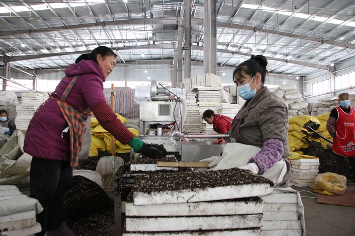 圖為貴州印江經開區的印江梵凈紅食品有限公司播種車間內，60余名工人在4臺全自動育苗機旁緊密配合進行辣椒育苗。  梅亞軍攝  (3).jpg