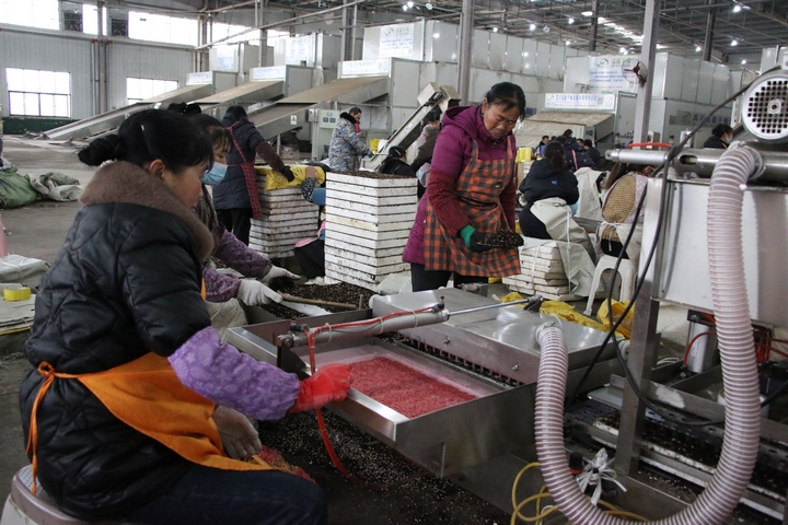 圖為貴州印江經開區的印江梵凈紅食品有限公司播種車間內，60余名工人在4臺全自動育苗機旁緊密配合進行辣椒育苗。  梅亞軍攝  (4).jpg