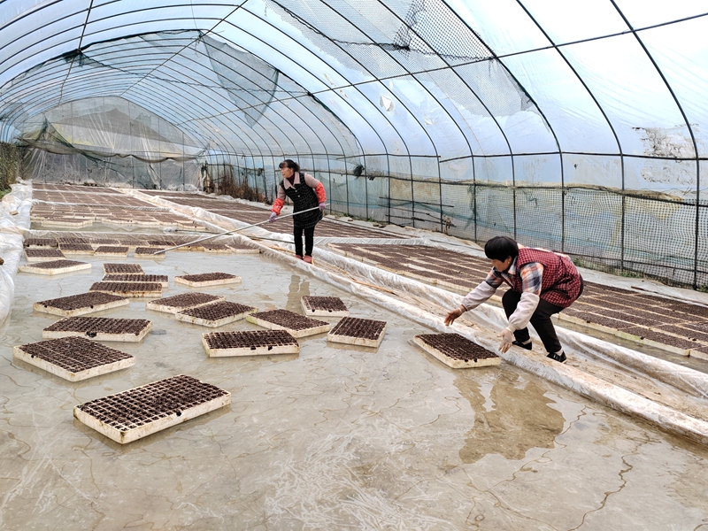 1 圖為2025年塘口村育苗裝盤現場.jpg