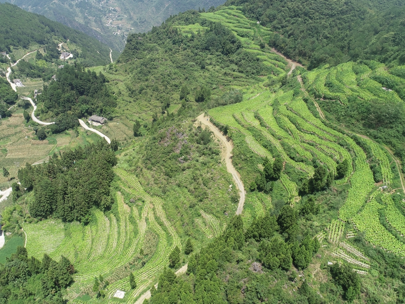 2 圖為2024年塘口村烤煙基地全景.JPG