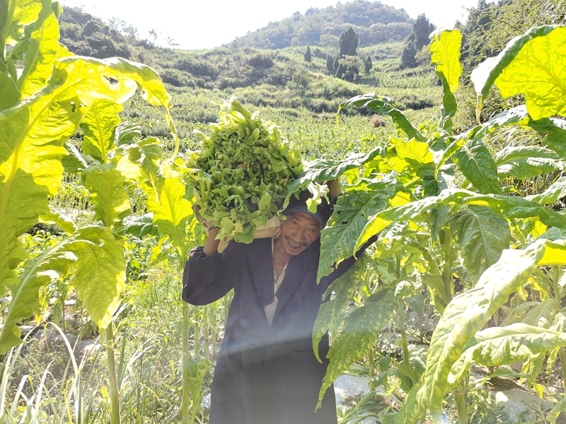 4 圖為2024年塘口村烤煙采收現場.jpg