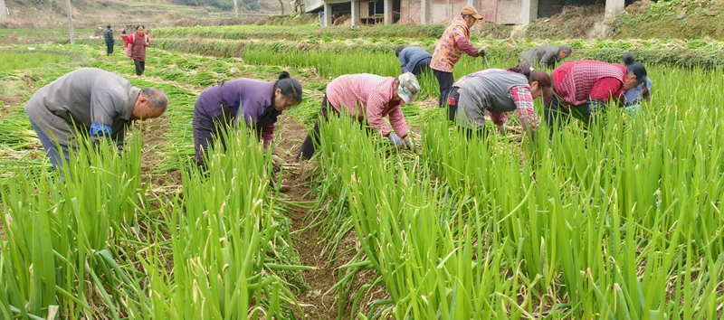1、香蔥采收現場。.jpg