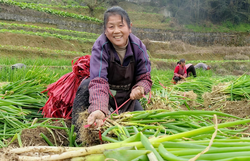 香蔥采收現場。