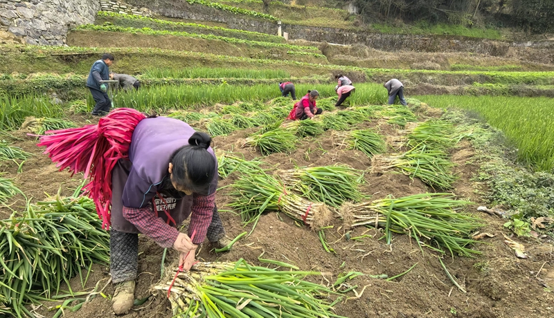 香蔥采收現場。