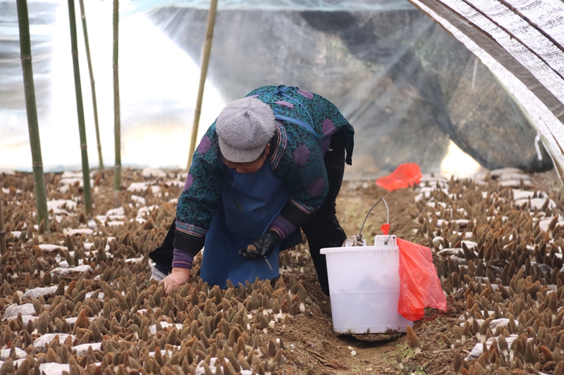 三都縣5000畝羊肚菌首批采摘，遠銷馬來西亞。