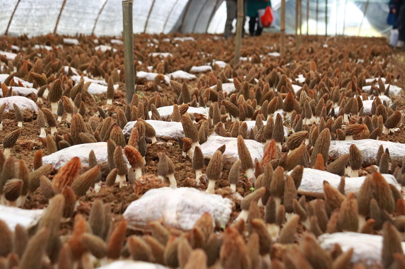 三都縣5000畝羊肚菌首批采摘，遠銷馬來西亞。