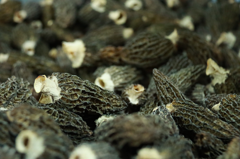 三都縣5000畝羊肚菌首批采摘，遠銷馬來西亞。