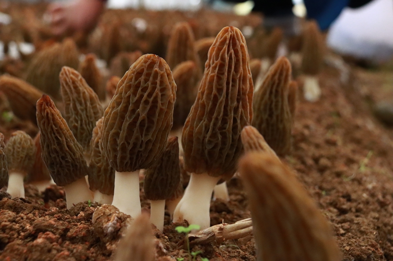 三都縣5000畝羊肚菌首批采摘，遠銷馬來西亞。