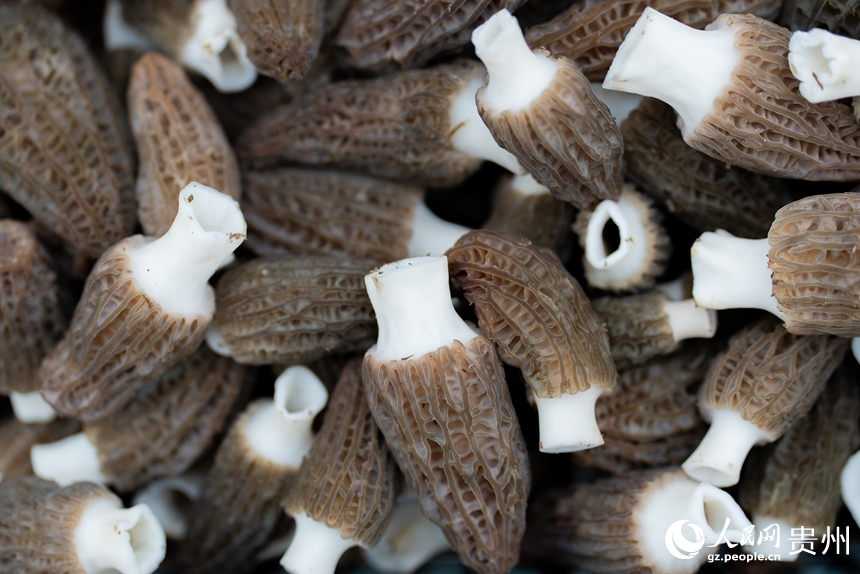 基地內采收的羊肚菌。人民網記者 涂敏攝