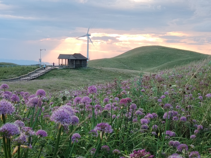 赫章縣阿西里西大韭菜坪景區童話般的夕陽映照韭菜花美景。劉虹艷攝