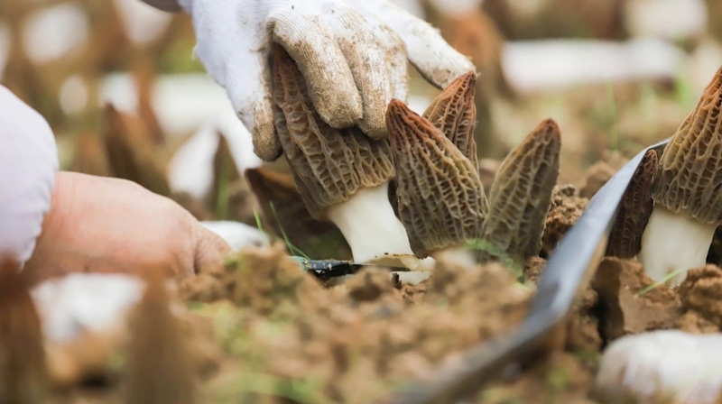 采收羊肚菌。