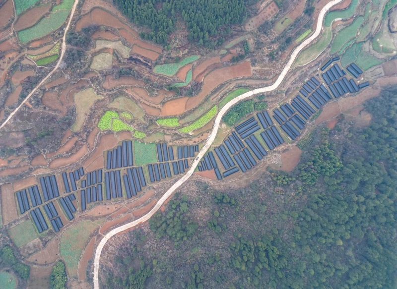 航拍羊肚菌種植基地。