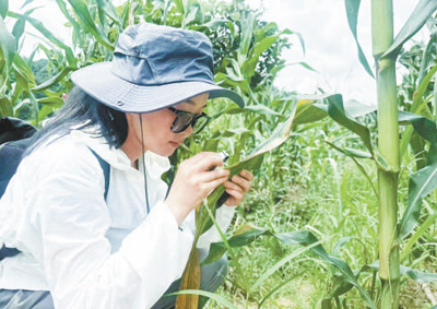 查達(dá)在貴州省施秉縣開展玉米病蟲害防治工作。