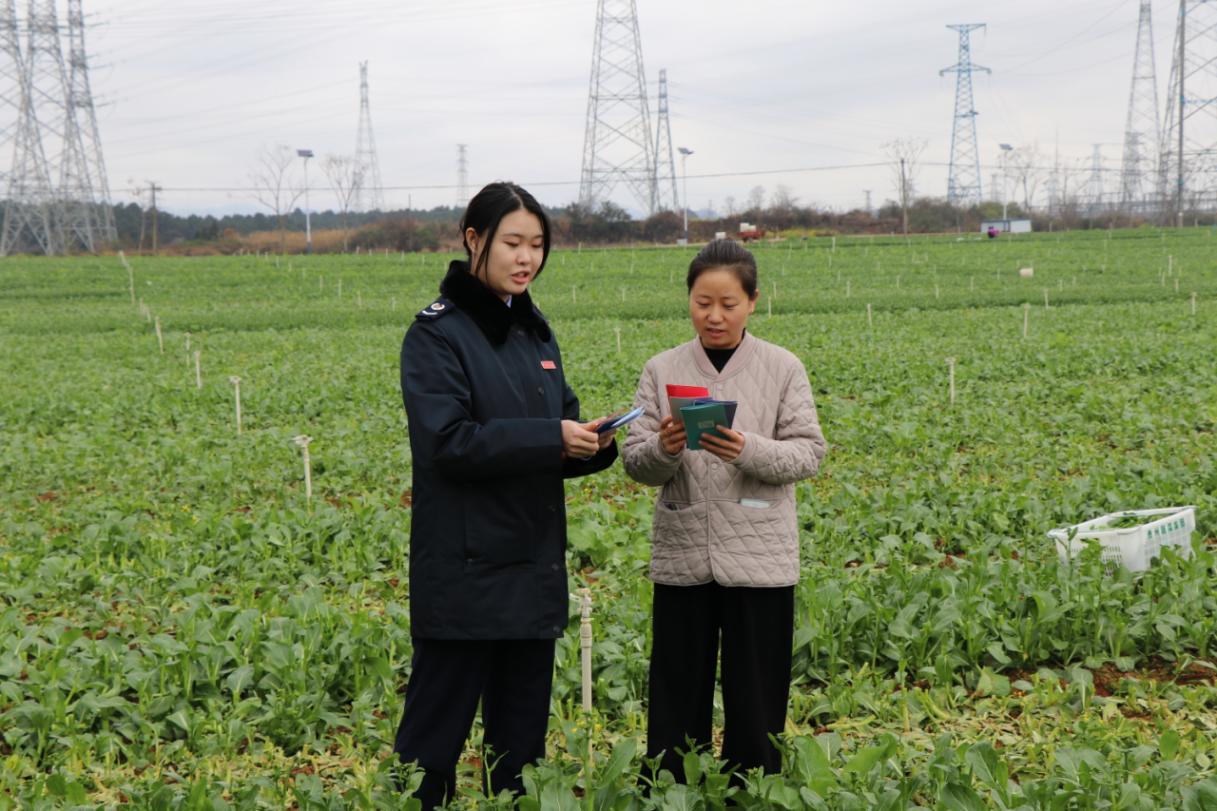 圖為安龍縣稅務(wù)局稅務(wù)人員走進(jìn)蔬菜種植基地，了解產(chǎn)業(yè)種植、采摘、銷售情況，積極響應(yīng)農(nóng)企、農(nóng)戶涉稅訴求，開展政策宣講、涉稅疑難問(wèn)題輔導(dǎo)。韋漢鵬攝