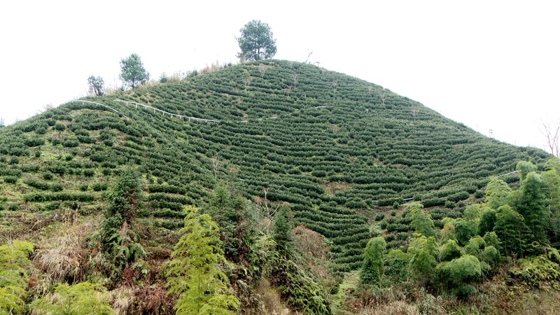 茶葉長勢勢頭見好。
