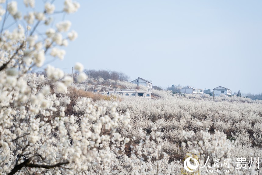 陶營村內盛開的櫻桃花與民居。人民網記者涂敏攝