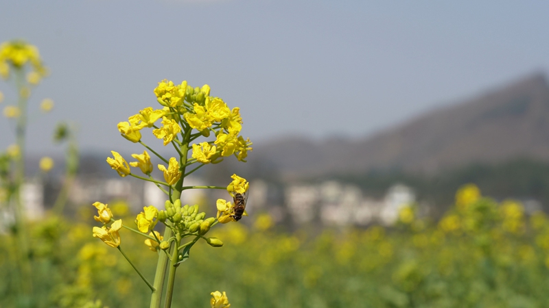 蜜蜂在油菜花上采蜜。
