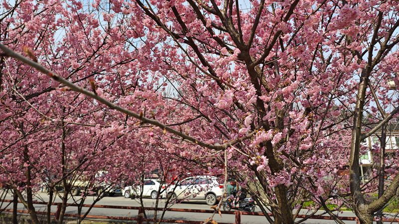貴定金海雪山櫻花迎春綻放。