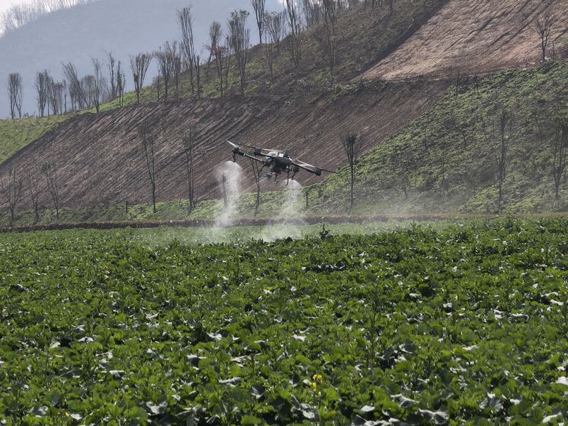 工作人員利用無人機(jī)正在開展施肥及農(nóng)藥噴灑作業(yè)。蔡昀攝