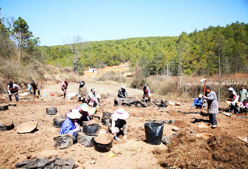 務工群眾正在天麻種植基地進行大田種植。