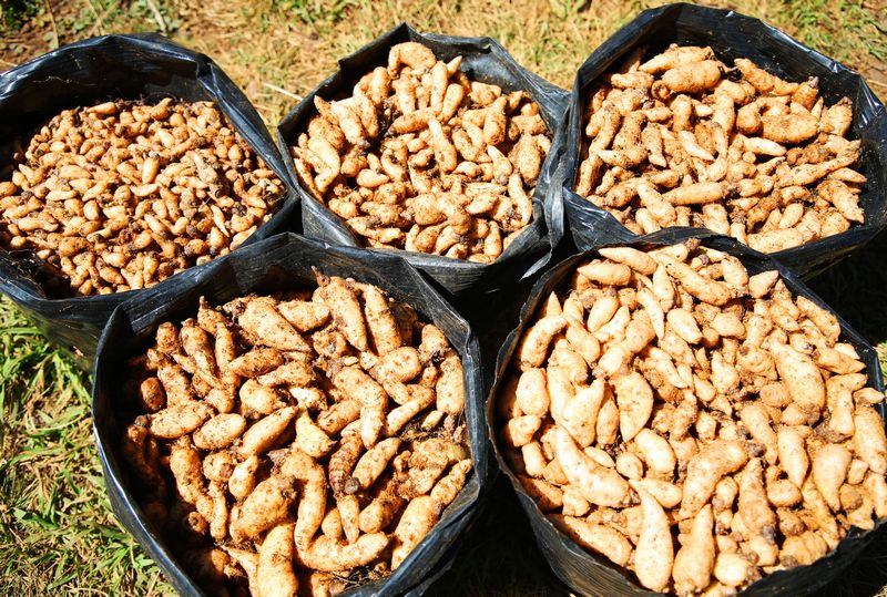 優(yōu)質天麻種子。