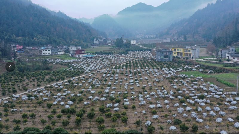 黑水鎮(zhèn)朝陽(yáng)村沃柑種植基地。