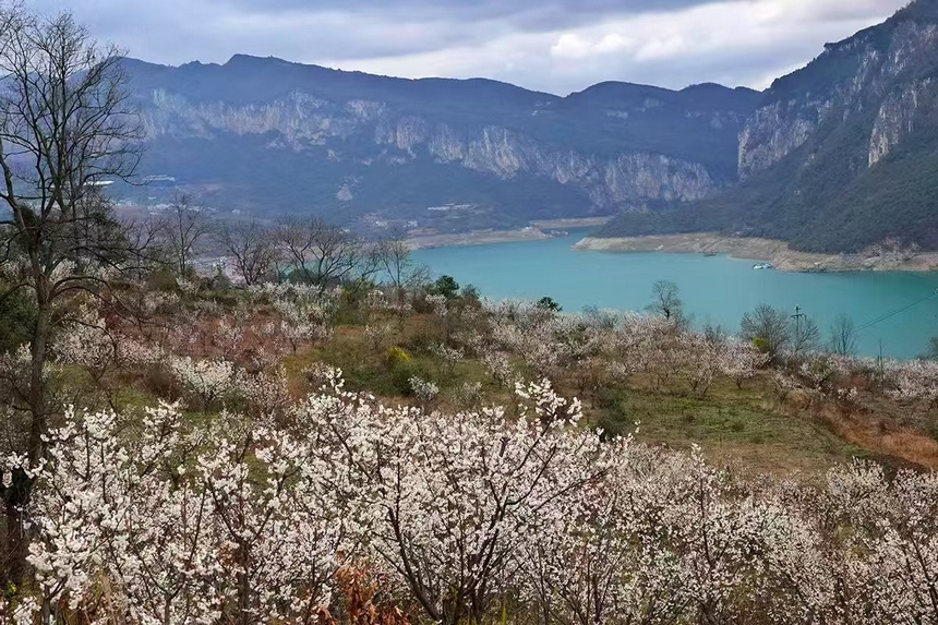 金沙縣化覺(jué)鎮(zhèn)前順村綻放的櫻桃花。陳亮攝